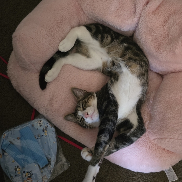 Meet your Posher - Picture 5 of 7